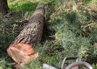 Referenz: Fäll und Forst Arbeiten problembaum fällung